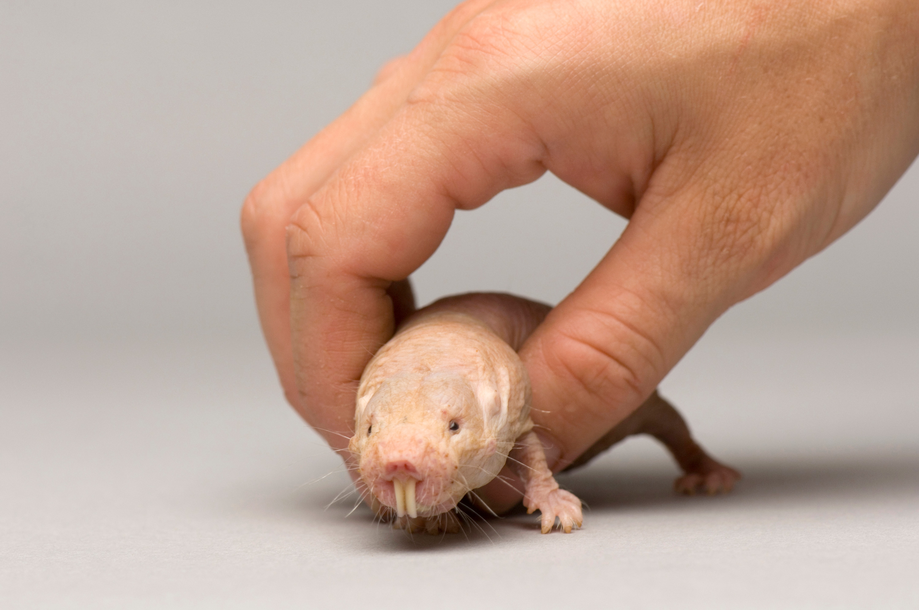 Naked Mole Rat Rare Creatures Of The Photo Ark Official Site Pbs