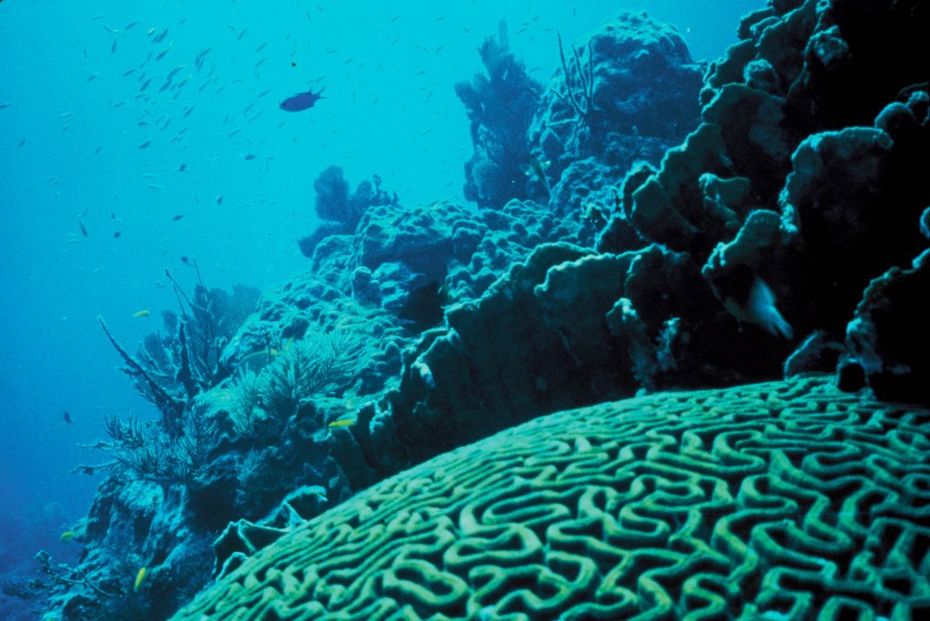 Coral Reef, in bluish tint, credit: USFWS/Jerry Reid