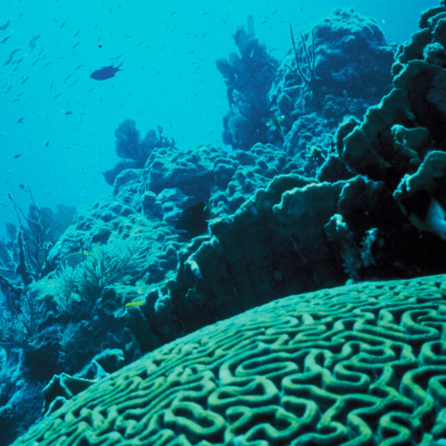 Coral Reef, in bluish tint, credit: USFWS/Jerry Reid