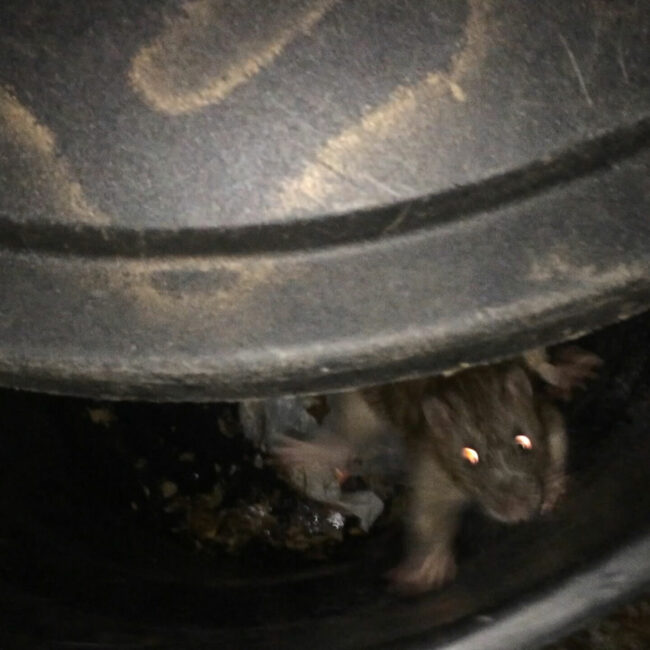 Rat in trash can