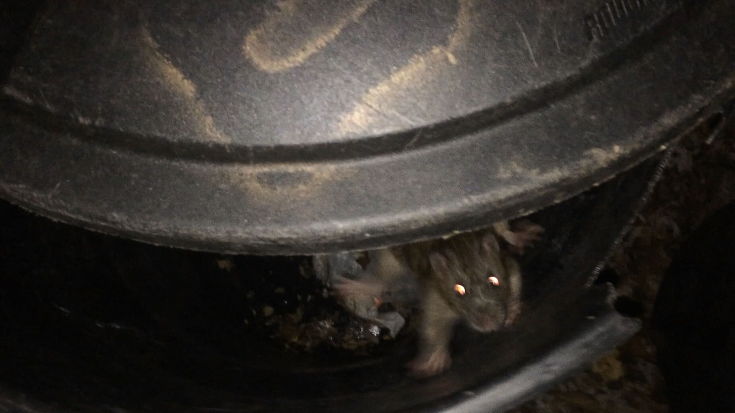 Rat in trash can