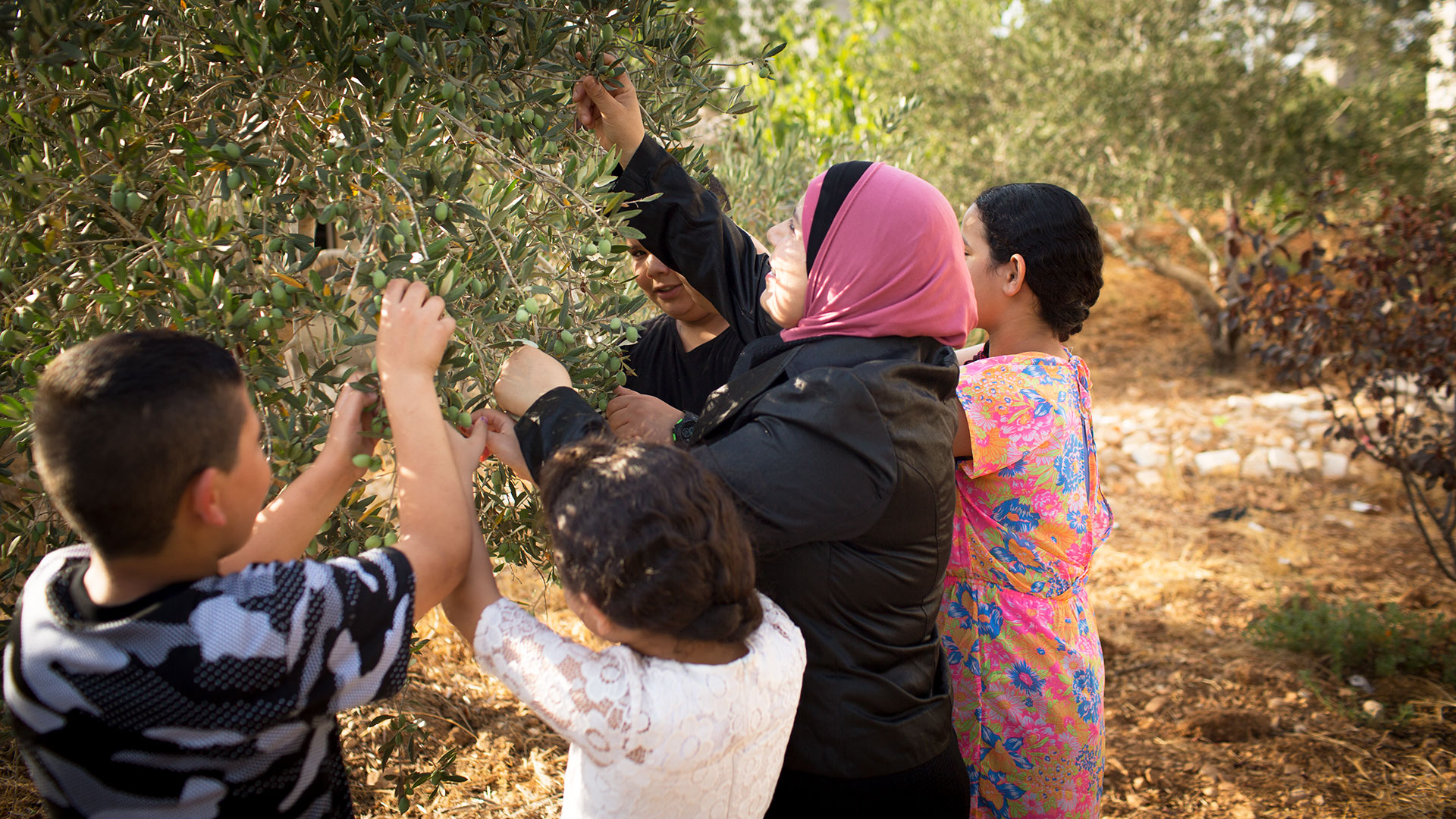 Judge Kholoud picking olives with her children.