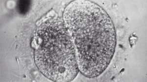 Test Tube Babies: Chapter 1 poster image