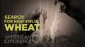 Search for high-yield Wheat