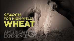 Search for high-yield Wheat poster image