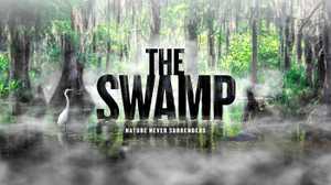 The Swamp poster image