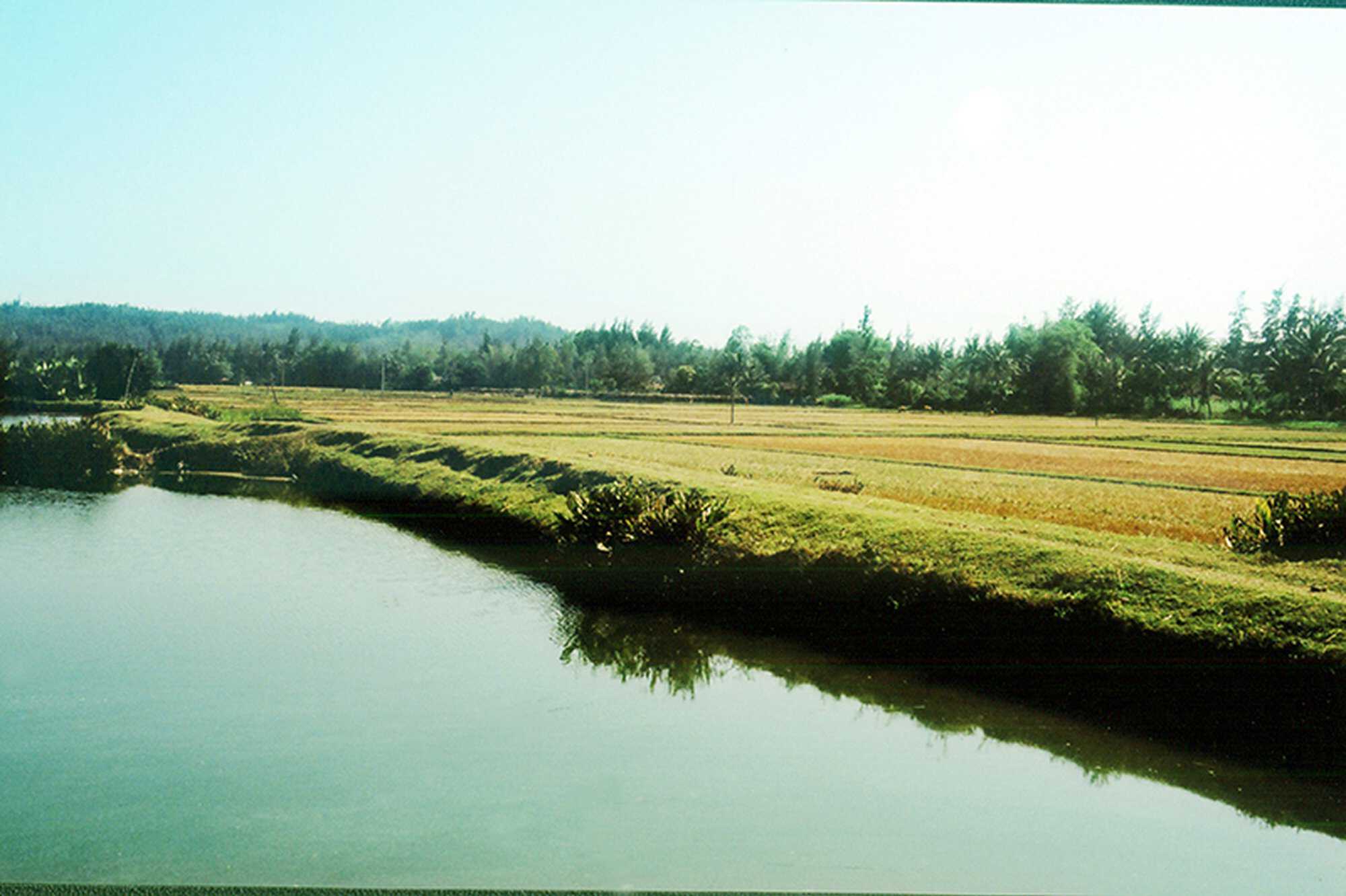 My Lai Countryside, Courtesy: My Lai Museum My Lai Timeline countryside 800.jpg