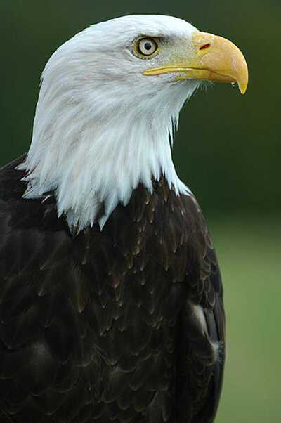The American Bald Eagle Earth Eagle 500.jpg