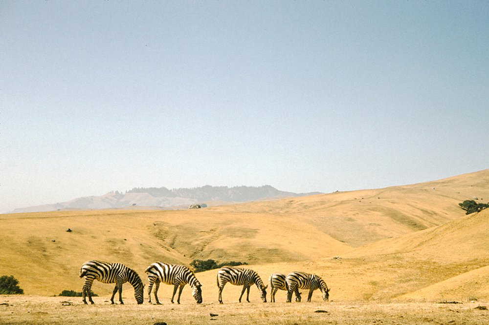 Zebras graze at the Hearst Castle Zoo in San Simeon, California, 1955. Photo by Gado Images / Alamy Stock Photo