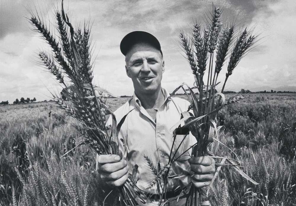 Norman Borlaug in a Mexican wheat field, holding the so-called “miracle” wheat that he developed by crossing a native Mexican strain with a Japanese dwarf variety. 1970. Photo by Arthur Rickerby, National Portrait Gallery, Smithsonian Institution. Borlaug-Article-3.jpg