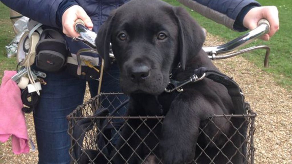 Black labrador named Dickens from the TV series, Grantchester.