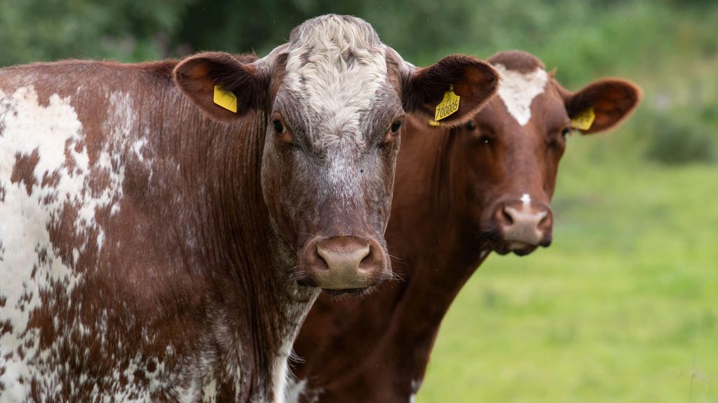 Dales Shorthorn cows in Yorkshire Dales, England