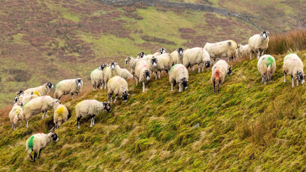 Flocks of sheep in the Yorkshire Dales, England