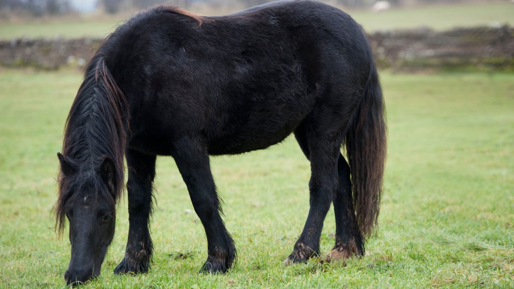 Dales Pony breed, Yorkshire Dales, England