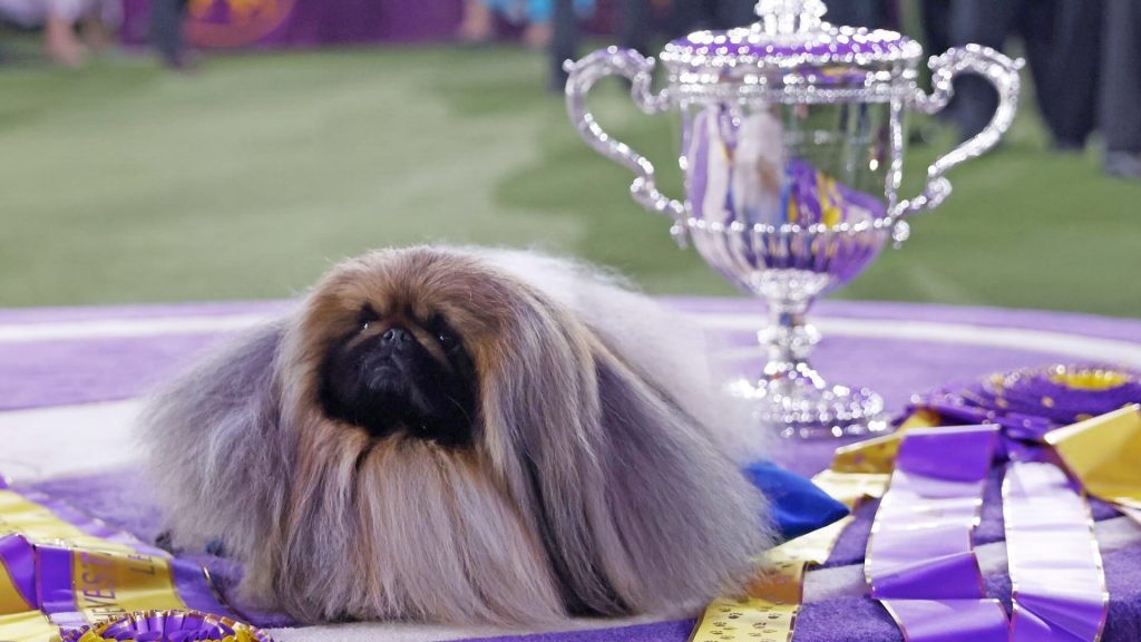 Wasabi the Pekingese sits in the winner’s circle at the Westminster Kennel Club Dog Show, June 2021.