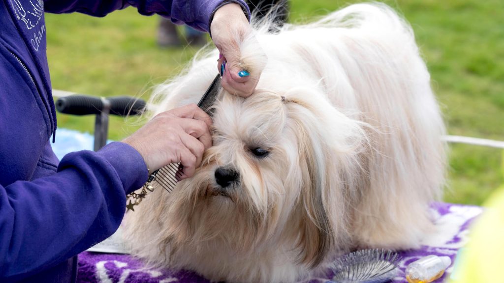 Pekingese dog being groomed.