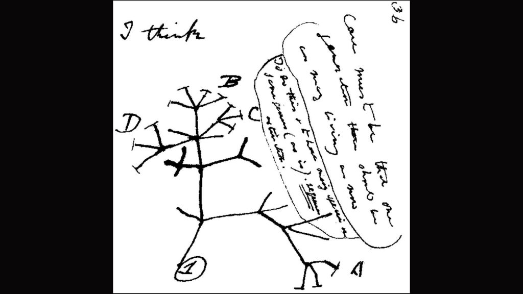 Charles Darwin’s 1837 notebook doodle of a simple tree with “I think” scrawled above it.