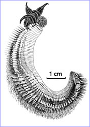 The 'Pompeii' tubeworm, Alvinella pompejana