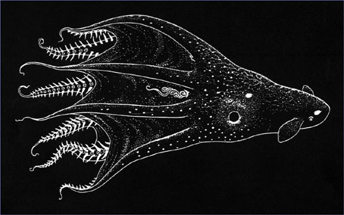 vampire squid from hell