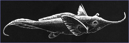 long-nosed chimaera or rattail