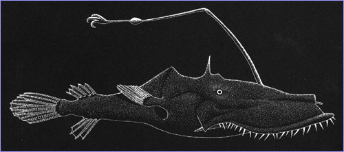 Lasiognathus saccostoma