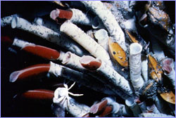 Menagerie at a hydrothermal vent