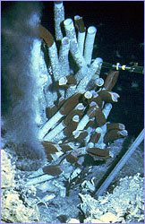 Tubeworms live dangerously close to chimney plumes