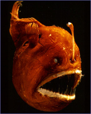 anglerfish