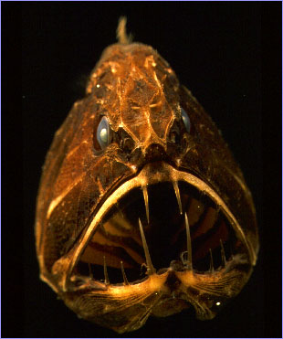 Fangtooth or ogrefish