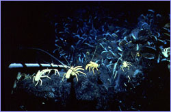 Mussels and crabs line a vent site near the Galapagos