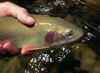 Rainbow trout