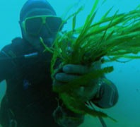 Diver with clump of algae