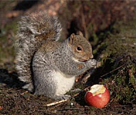 Gray squirrel