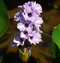 Water Hyacinth