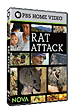 Rat Attack