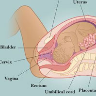 Anatomy of Childbirth