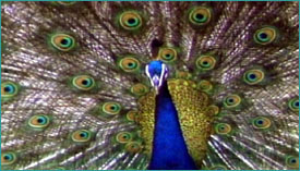 Peacock