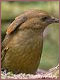 Bowerbird male