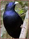 Bowerbird male