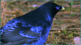 Satin bowerbird