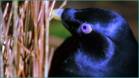 Male satin bowerbird