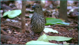 Tooth-billed bowerbird