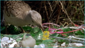 Western bowerbird