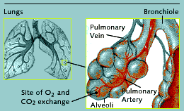 diagram of oxygen transfer at alveoli in lungs