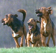 Group of running dogs