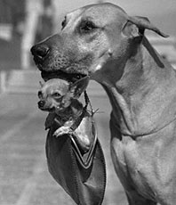 Great Dane and Chihuahua