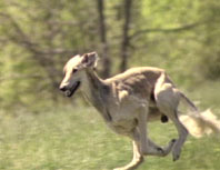 Saluki on the run