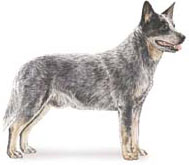 Australian Cattle Dog