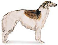 Borzoi