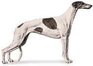 Greyhound